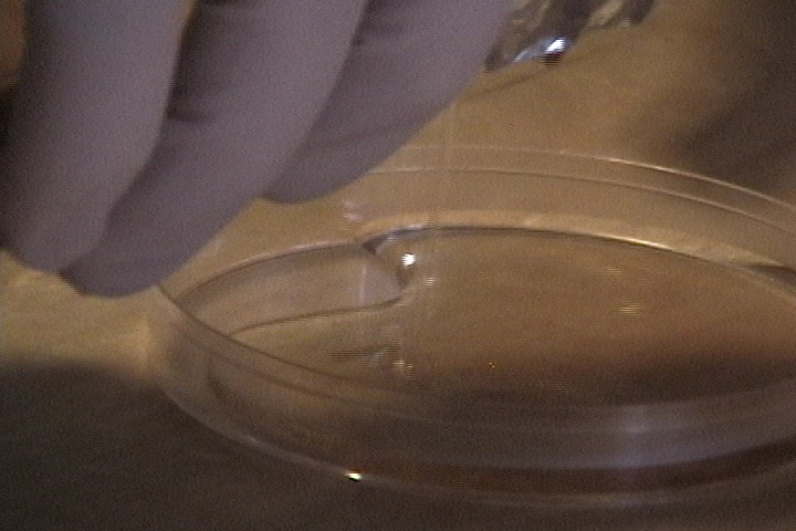 7-pouring-plates