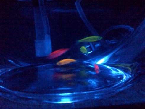 gfp-fish